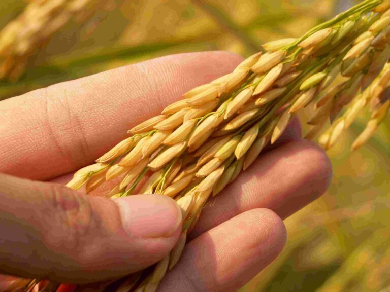 blockchain in agriculture